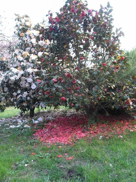 B&B Casa Passito Pavone Canavese Zewnętrze zdjęcie